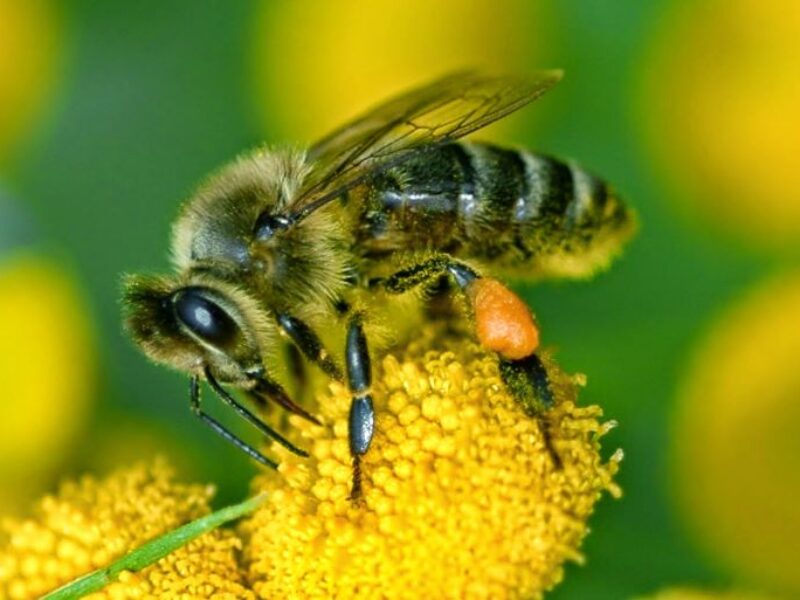 Cursus ‘Kennismaken met de honingbij’