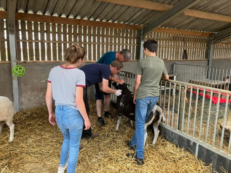 Leren op de kinderboerderij