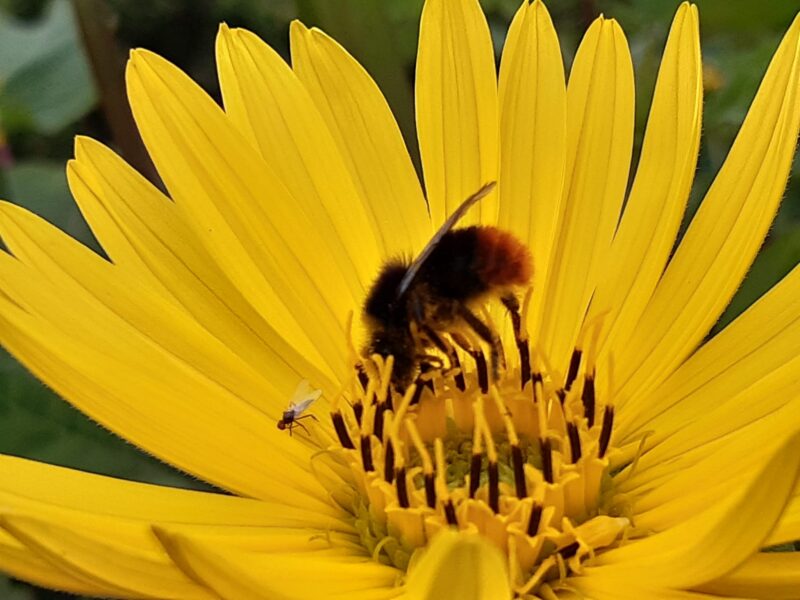 15 april: Aandacht voor solitaire bijen