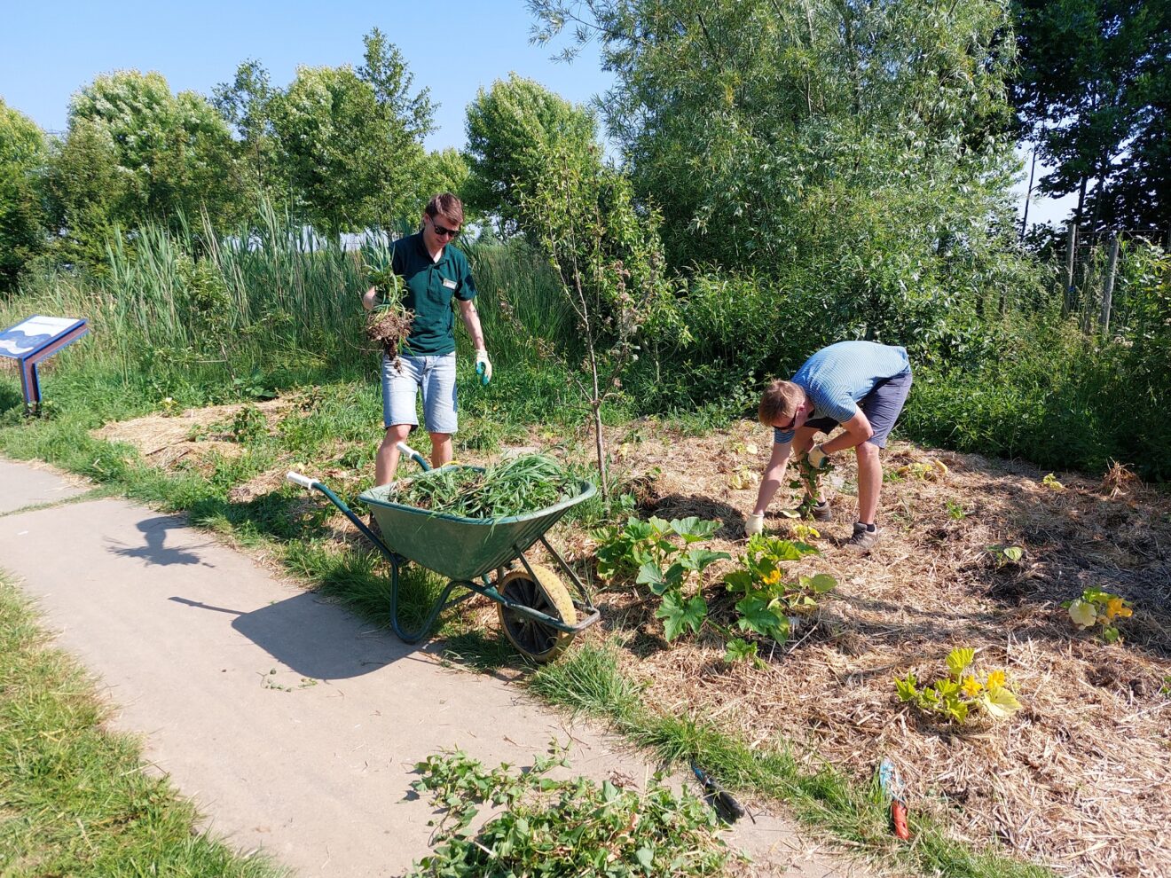 IJverige (tuin)lui