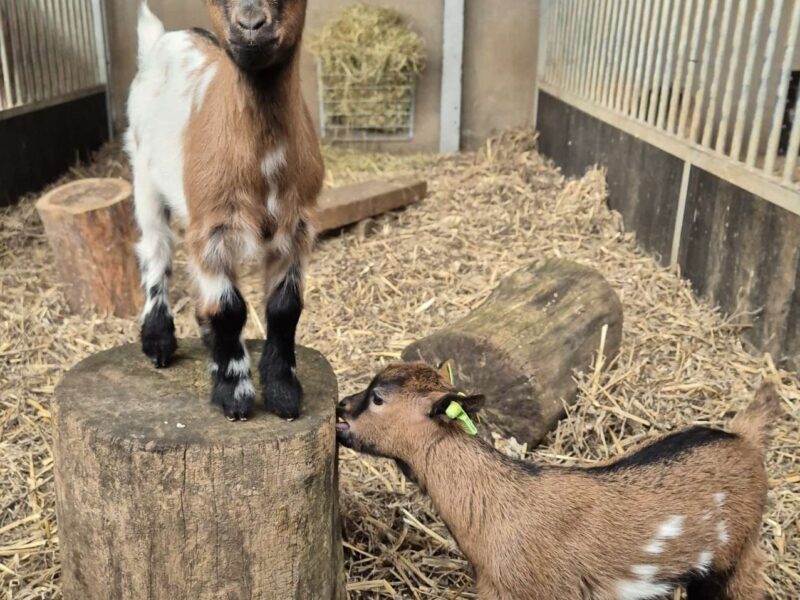 Zeeuwse geitenbokjes