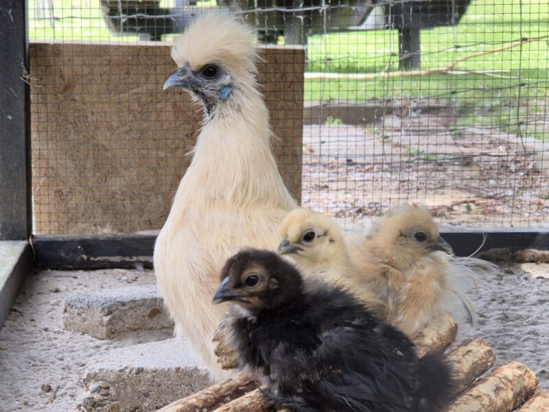 Jong grut op de boerderij