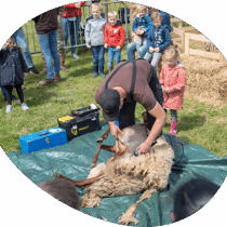 Schapen scheren