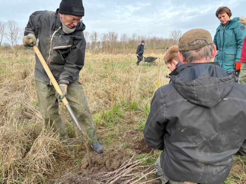 Appelbessen planten