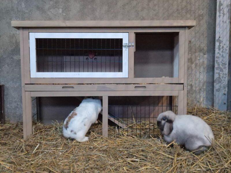 Nieuw konijnenhok