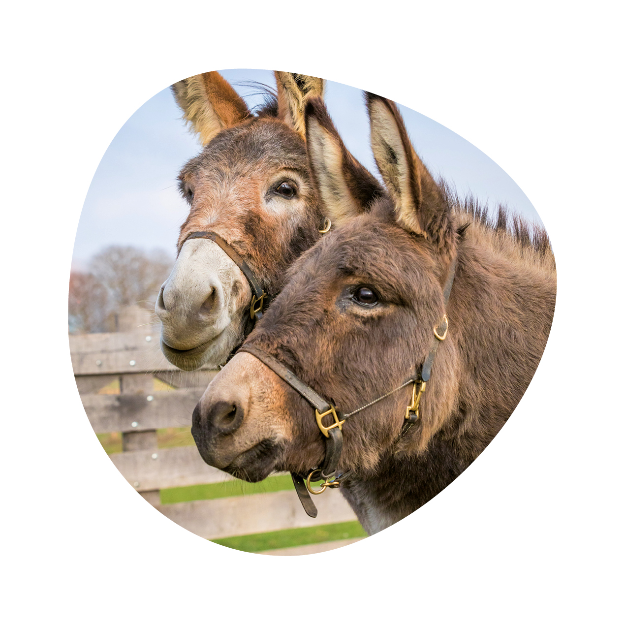 Onze website