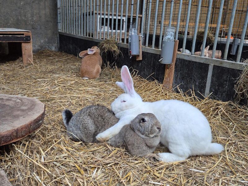 Een ruime voldoende voor onze konijnen