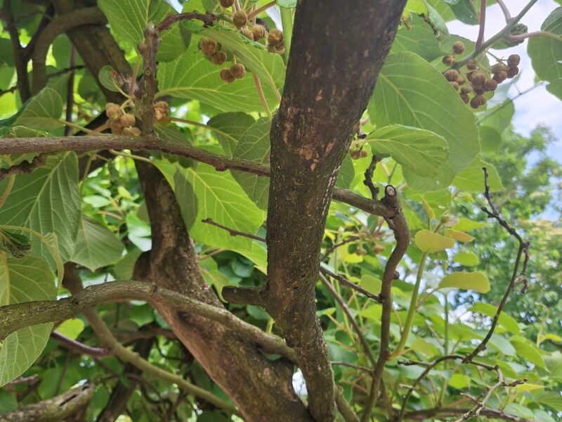 Kasplantjes