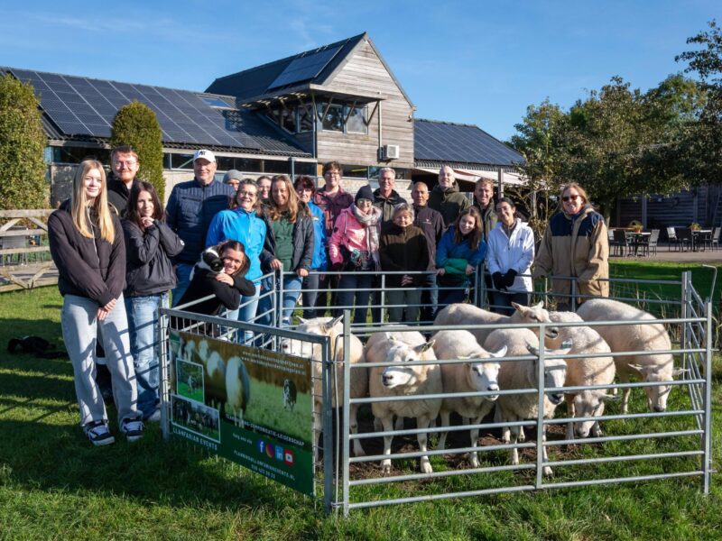 Teamuitje kinderboerderij: schapen drijven